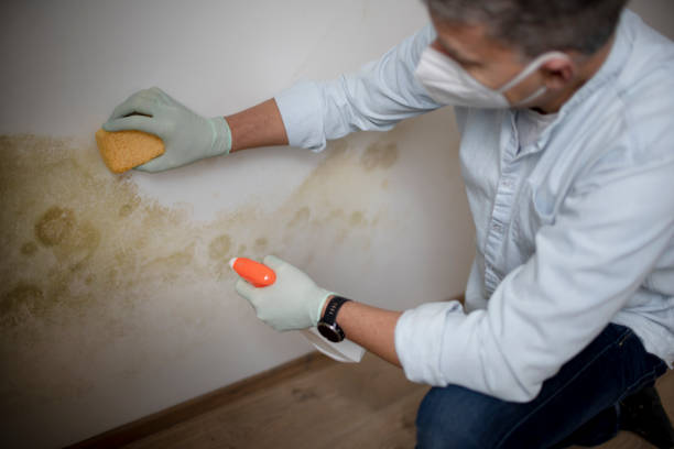 Best Mold Damage Repair  in La Grange, NC
