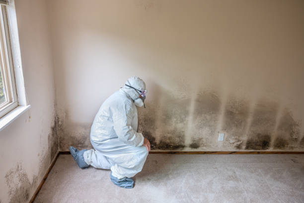 Best Black Mold Removal  in La Grange, NC