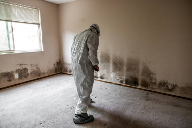 Best Attic Mold Removal  in La Grange, NC