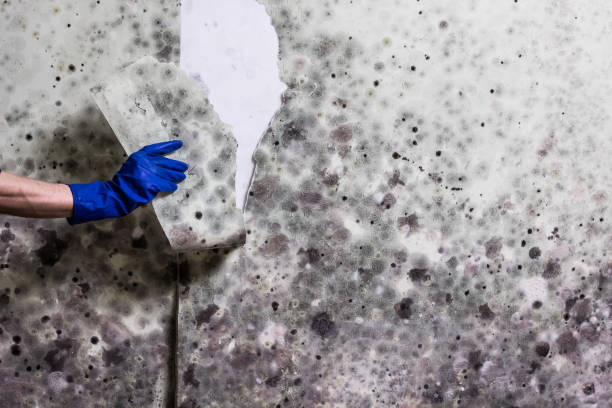 Best Certified Mold Removal  in La Grange, NC