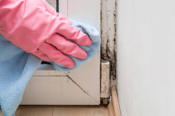Best Toxic Mold Removal  in La Grange, NC