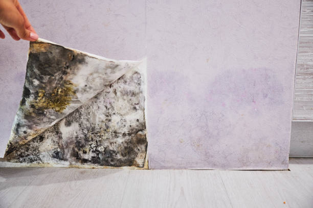 Best Mold Remediation  in La Grange, NC